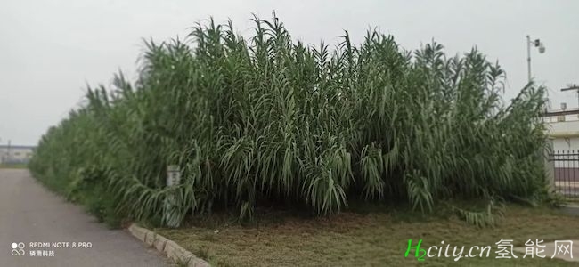 芦竹制备绿色甲醇的前景